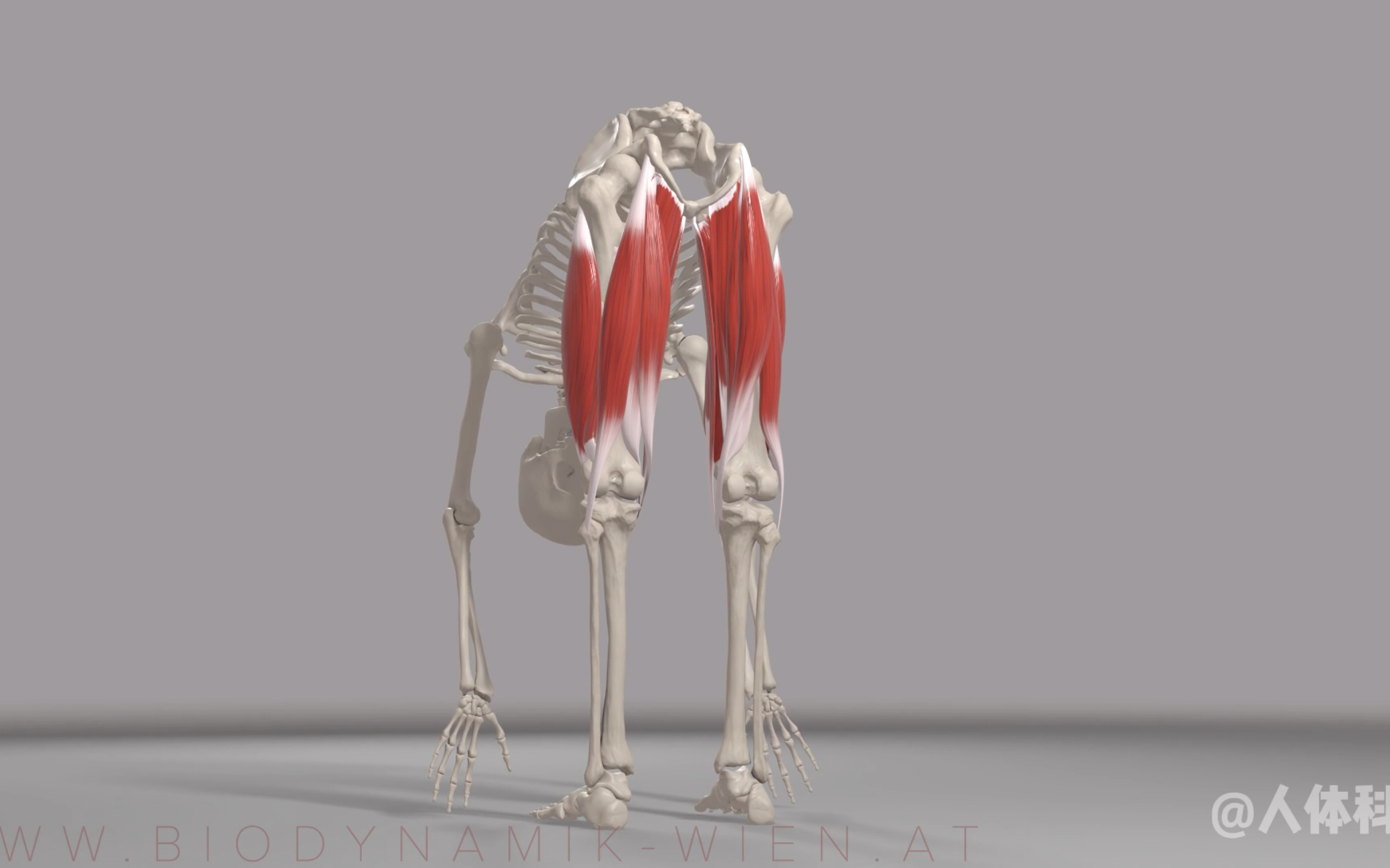 【运动解剖】膕绳肌系列｜股二头肌长头和短头
