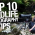 您必须遵循的10大野生动物摄影技巧如何成为更好的野生动物摄影师