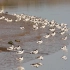 绝美！杭州湾湿地公园迎来最美候鸟季，你认识几种？