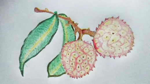【彩铅教程】如何画一个（不像荔枝的）荔枝