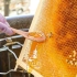 液体黄金！蜂蜜采收、加工过程-台湾食品工厂