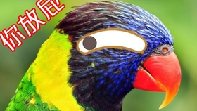 怎么教鹦鹉学舌 0f4f2361f5f8eff6246b345cc0f66f07e747b499.jpg@280w_158h_1c_100q.jpg