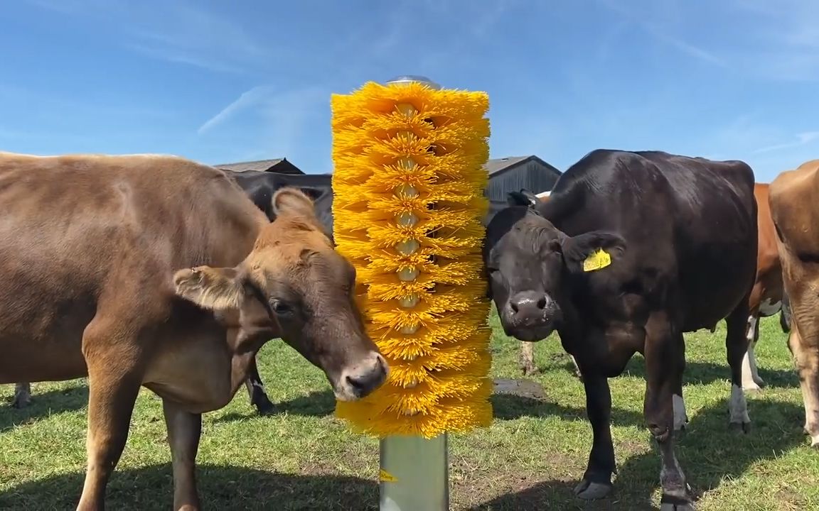 英国一家农场给牛群装了一个巨型痒痒刷