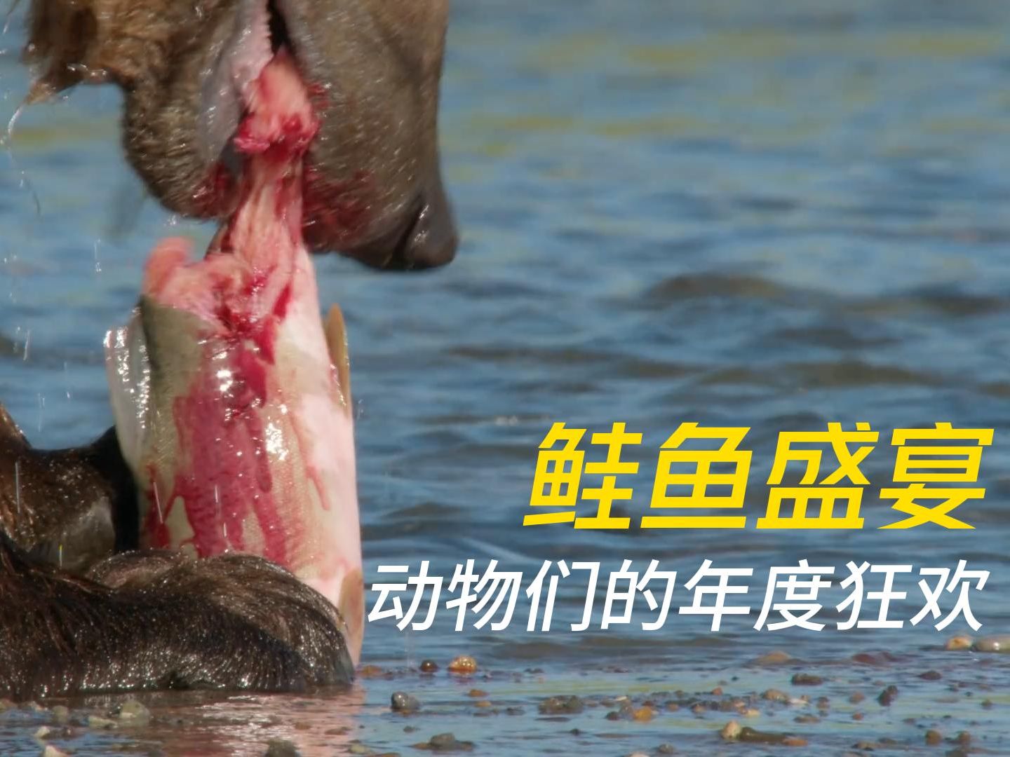 鲑鱼盛宴 ：动物们的年度狂欢