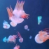 海洋世界水母小视频