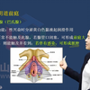 01中西医妇科学高级职称考试：女性外生殖器山河医学网