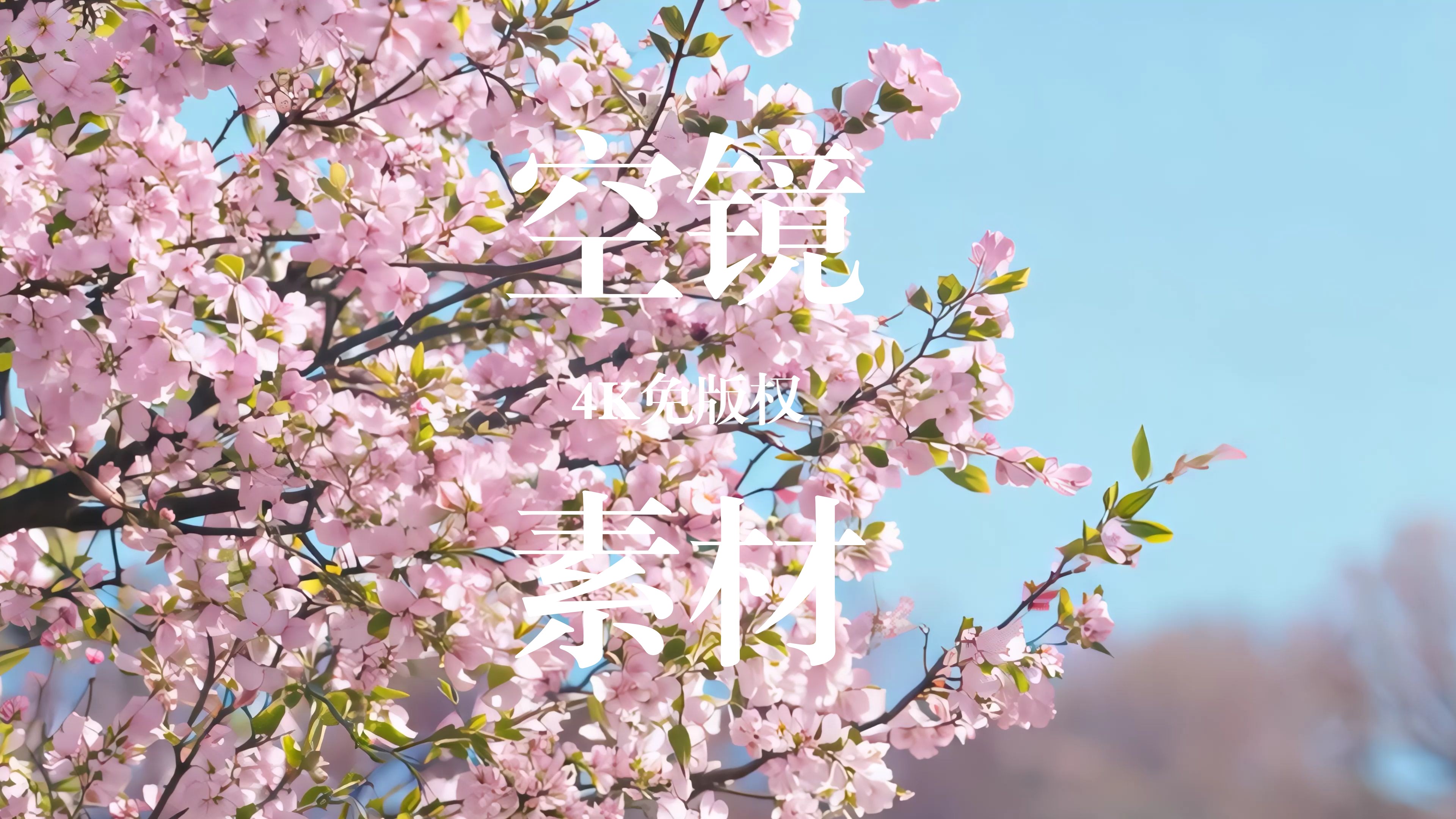 【4K免版权空镜】如梦似幻的花海在晨光中渐渐醒来，每一朵花儿都迎着初升的太阳热烈绽放，形成一道道绚丽多彩的风景线。