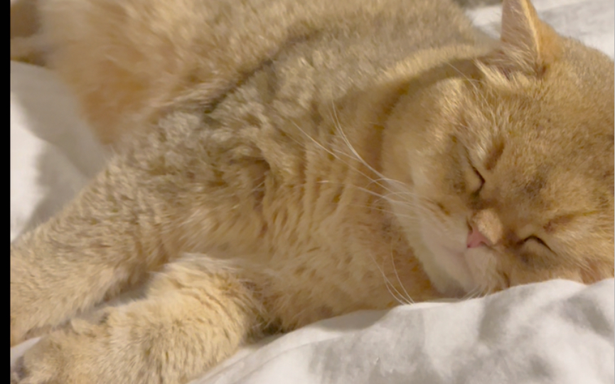 全网睡觉最快小猫