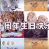 “泰加”动物园10岁生日快乐！【大猫粉自制】