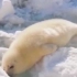 冰上的懒惰小海豹——OVA3——