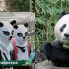 【熊猫一家人】实习生们千辛万苦终于见到了田田，田田盯着一群“熊猫人”目不转睛哈哈哈