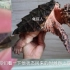 【乌龟市场】偶遇变异红肉大鳄龟，这种龟在国内多见吗？