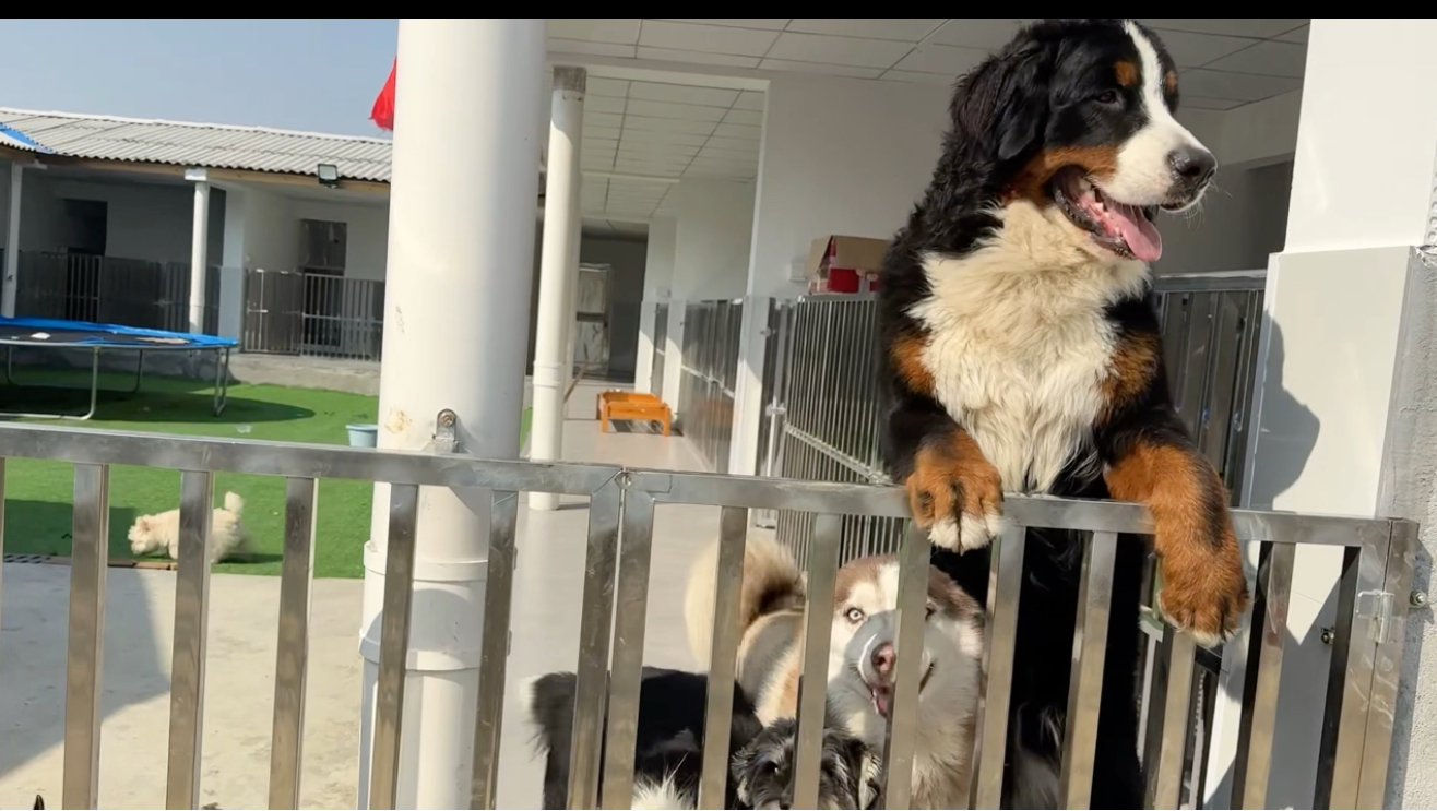 十一住犬舍不是很开心哦！
