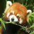 【小熊猫】CNN评选的世界最可爱物种排行榜排名十三