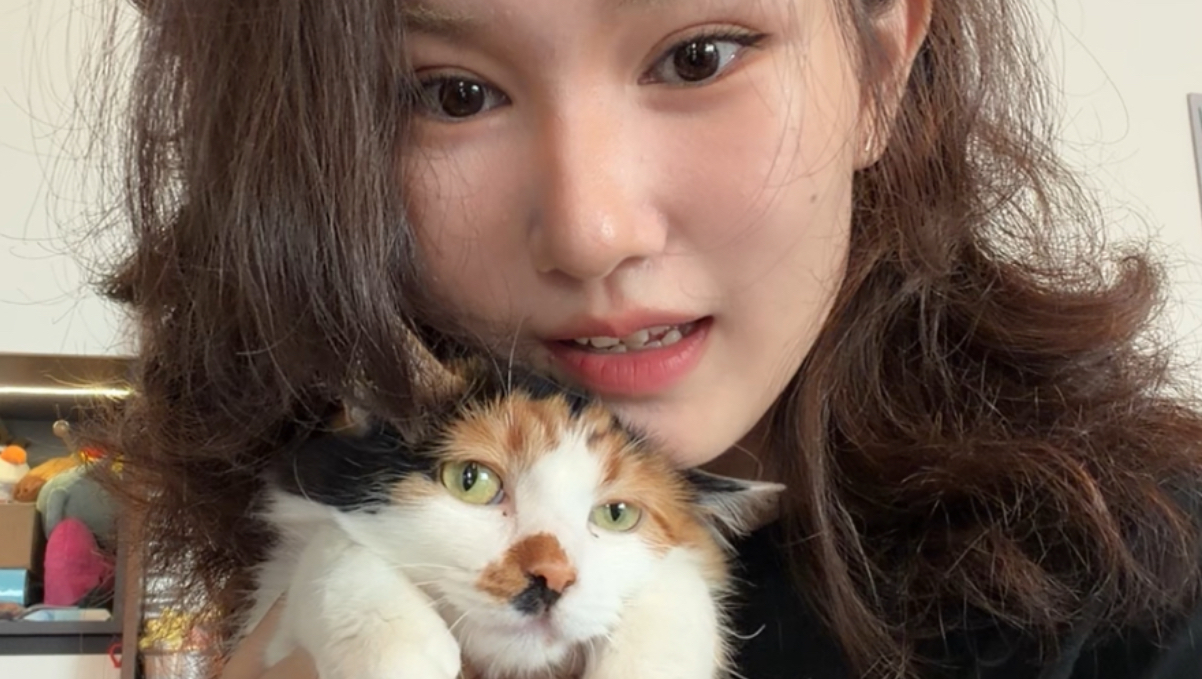 我为什么老推荐你们养大猫