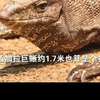 印度男子组团进入保护区强奸，巨蜥，兔子和豪猪