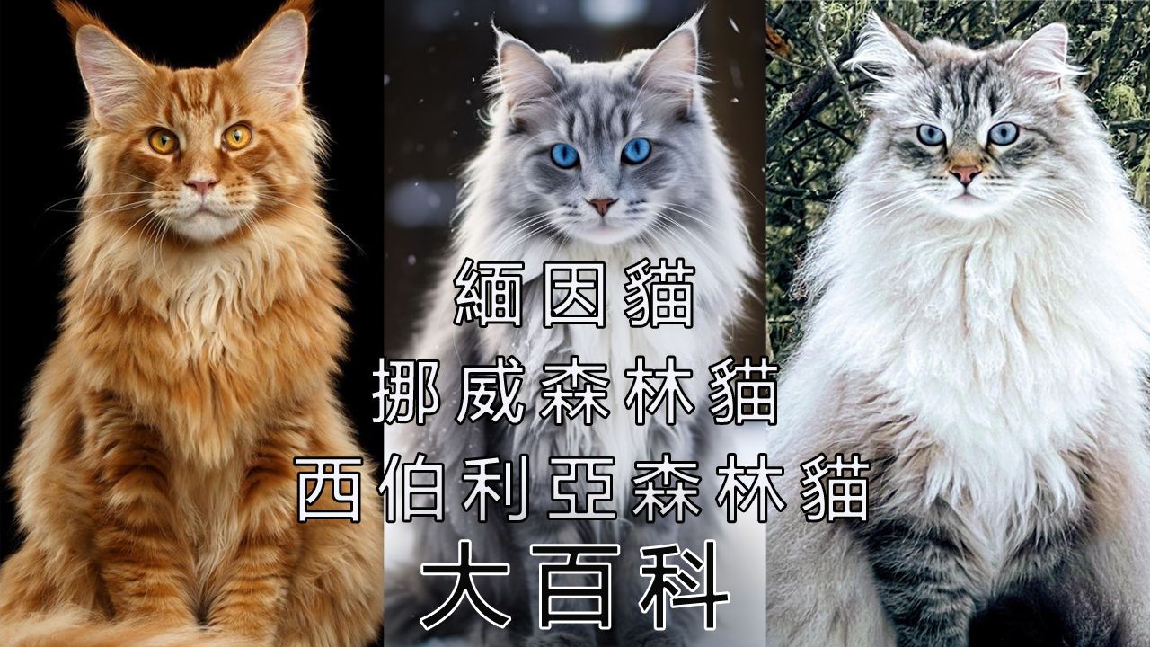 缅因猫、挪威森林猫、西伯利亚猫三种森林猫大百科