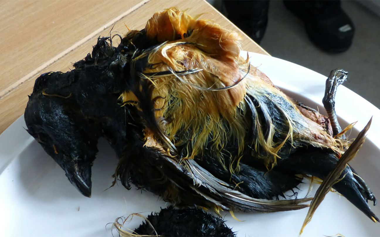 因纽特人的“腌海雀”，味道臭到令人呕吐，是怎么腌制的？