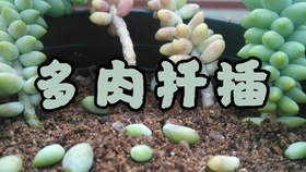 0fff239d4e18e0d1d00fa5eaa3b91575f24135fb.jpg@280w_158h_1c_100q.jpg
