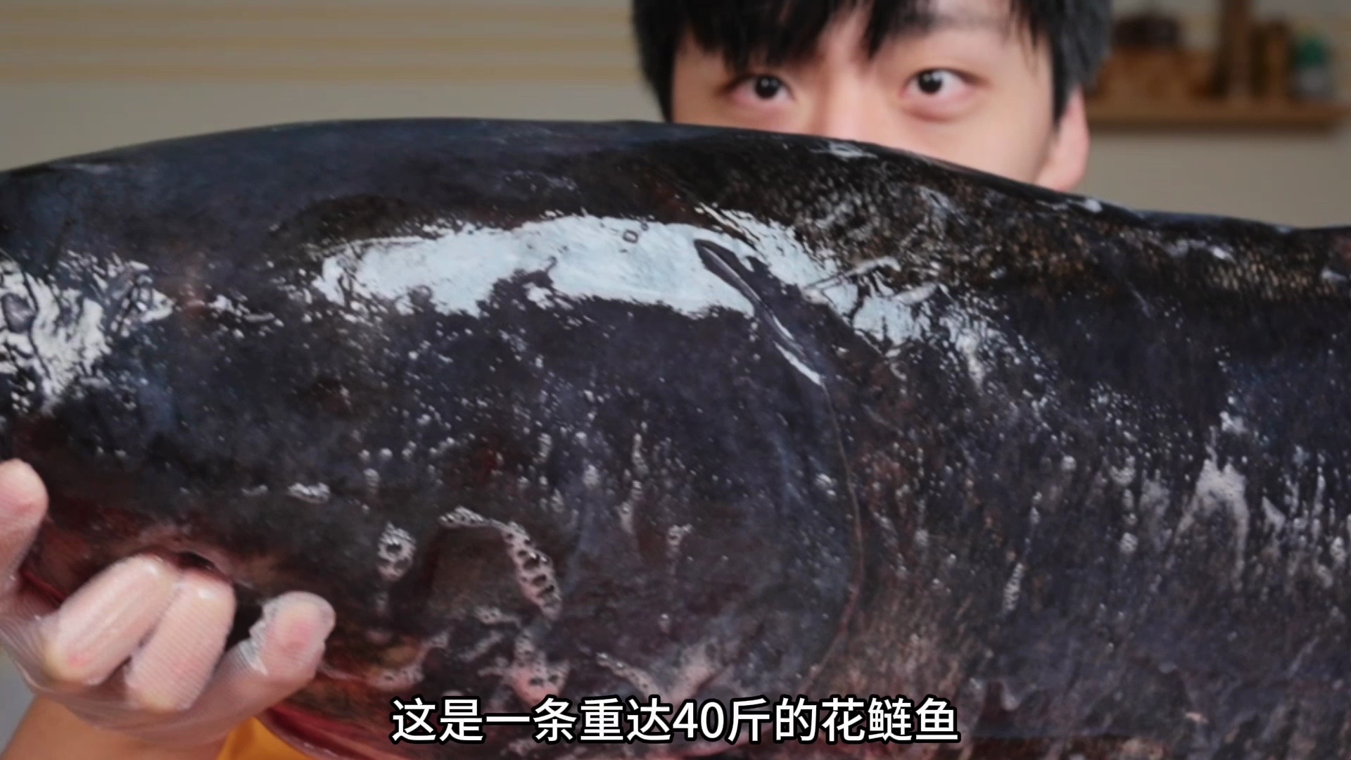 巨资1400元买头巨型花鲢鱼，帅小伙直接一鱼三吃！