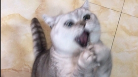 102666e33c1b8882674c0ea7e326ac2bb5a13481.jpg@280w_158h_1c_100q.jpg