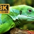 8K HDR 60fps 超高清 迷人的动物 自然奇观的视觉之旅