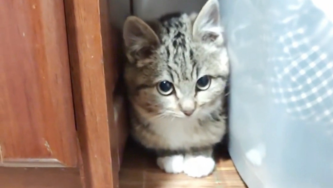 跟工厂小猫成为好朋友需要多久？