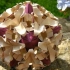 【折纸教程】。一款漂亮折纸花球——奥西斯（Oasis）