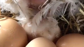 1058f1a524d0b4a31a96c3781d5356c7e07a1b8f.jpg@280w_158h_1c_100q.jpg