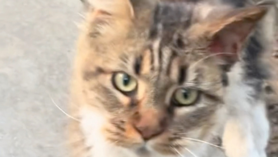 捡到一只7跟脚趾的大脚缅因猫