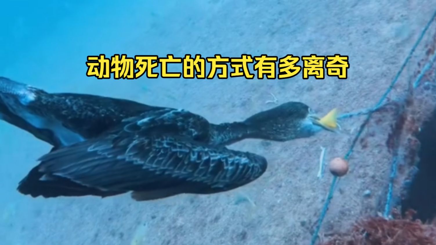 动物离奇死亡鉴定41