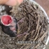 一枚弃窝的鸟蛋破壳的第4天，变态发育，眼睛睁开了开始长毛！