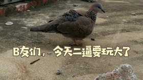 107c396c4d01e0044170142cac66d003b357d28b.jpg@280w_158h_1c_100q.jpg