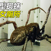 厕所里出现巨型蜘蛛，吓得女人哇哇直叫