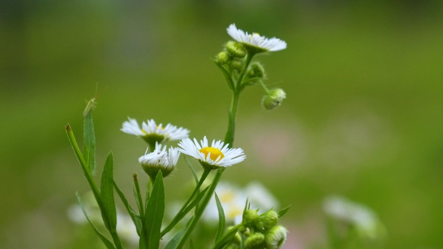 《明天会更好》有声 歌曲伴奏合唱舞蹈舞台演出晚会节目LED大屏幕背景视频