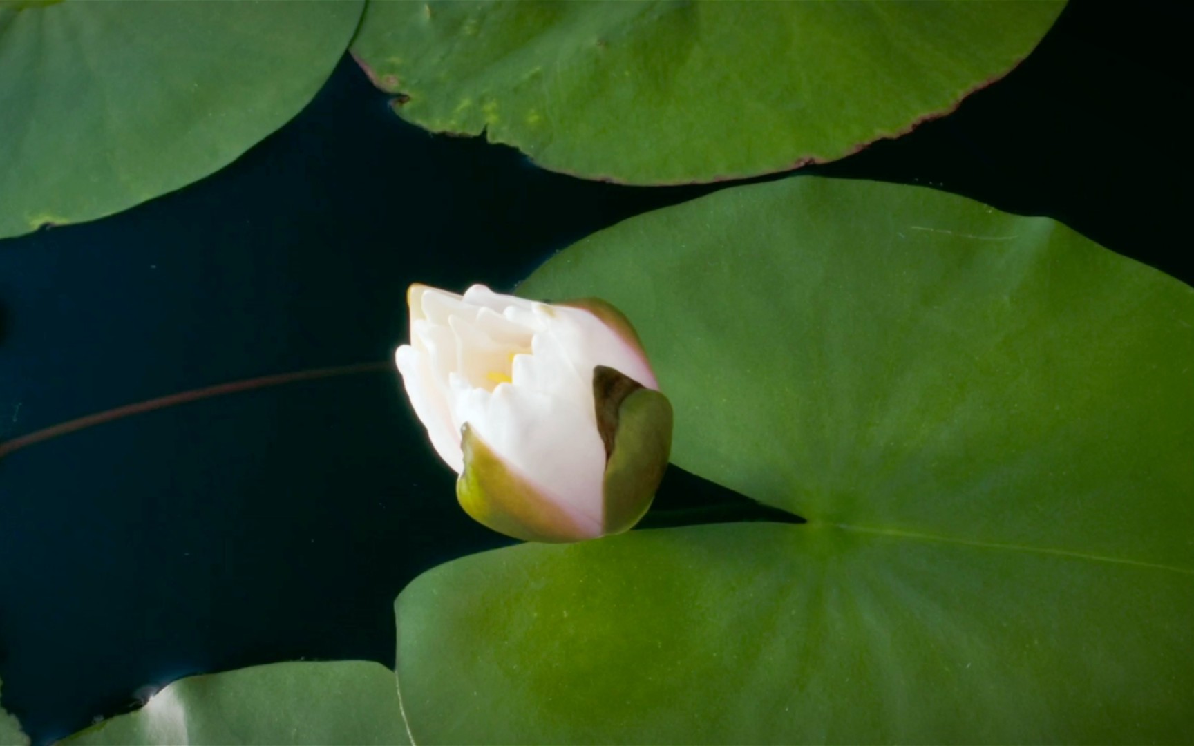【自然空镜】 万物向阳 花开生长