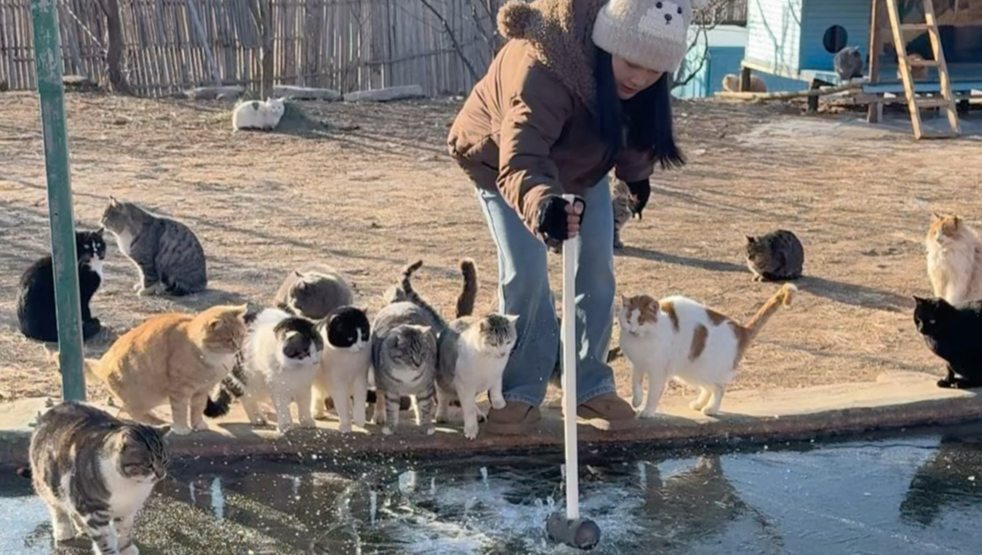 冰层下的鱼儿恐怕难以过冬，给它们换一个新场地
