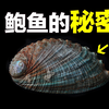 鲍鱼：新西兰鲍鱼泛滥，为什么它依旧是奢侈食材？秘密隐藏在「头」当中，「几头鲍」的背后有一个古老秘密……|自说自话的总裁