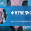 【Bio-protocol】小鼠肝脏原位成瘤