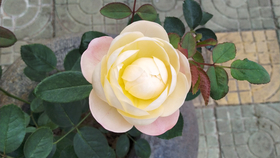 10f2cddab18e89692dc7c369d2cfb344f6174ebc.png@280w_158h_1c_100q.jpg