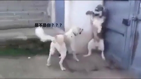 10f789df701f1958c4a10ec76b59bb07b9931e83.jpg@280w_158h_1c_100q.jpg