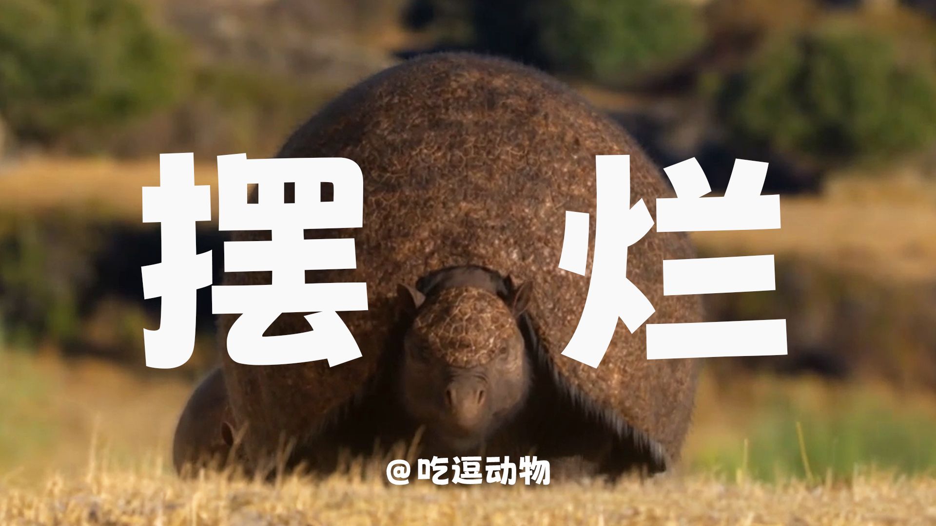 《 假期不摆烂，快乐少一半 》