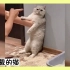 猫咪搞笑视频：被制裁的猫