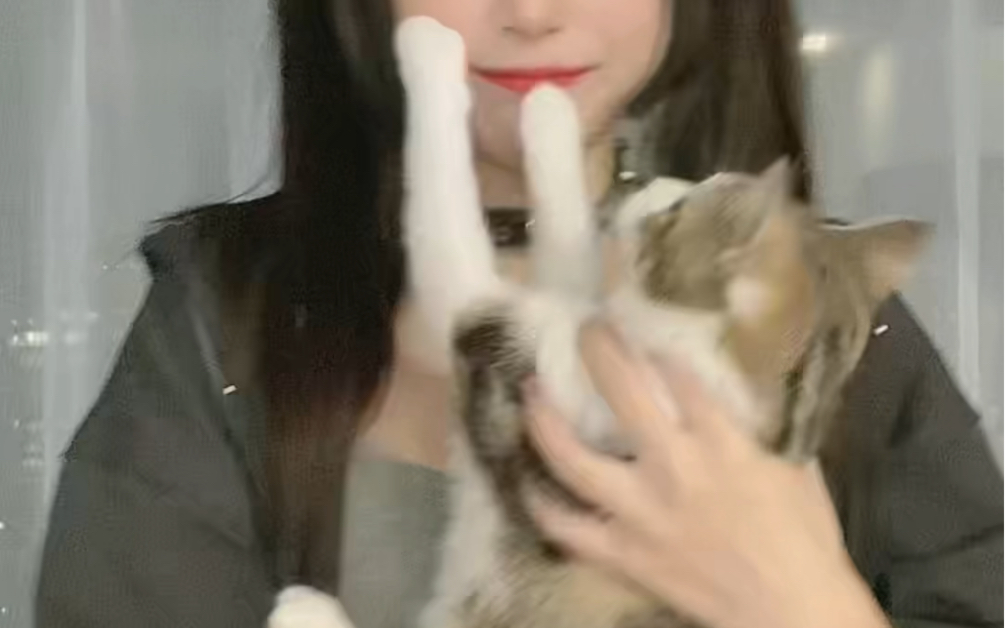 Hug the cat and shake it, then get punched by the cat.