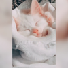 ~喵~小奶猫爱睡觉 别偷看