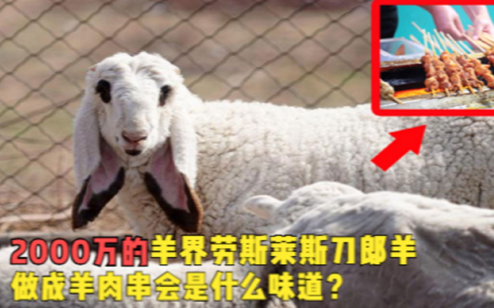 一只2000万！号称羊界劳斯莱斯的刀郎羊，做成羊肉串会是什么味道？ 哔哩哔哩 Bilibili