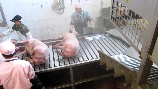 现场实拍中国自动化杀猪流水线的部分工序