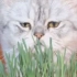 我种了一个星期的猫草！猫主子竟然！！！！！！！！！！！！！！