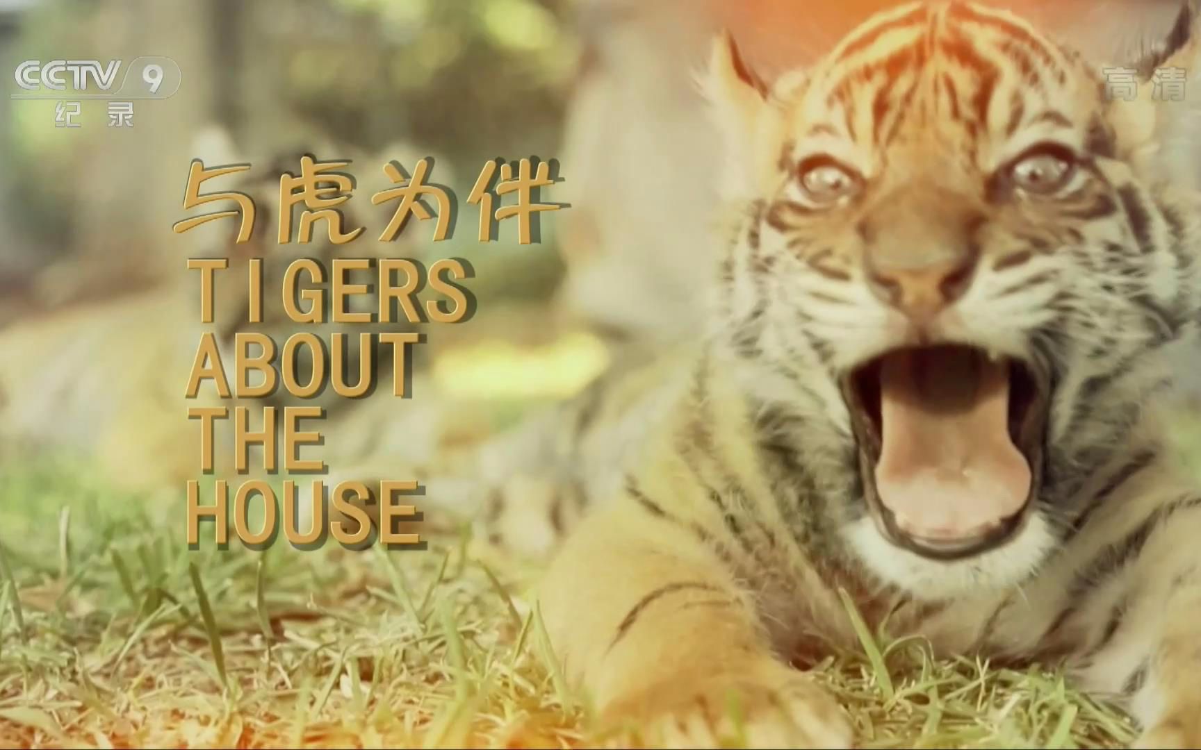 【央视 1080p 高清】与虎为伴【4集纪录片】