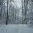 走在雪林1小时，感受冬季森林风光，背景是雪地步行的声音和迷人的轻音乐。